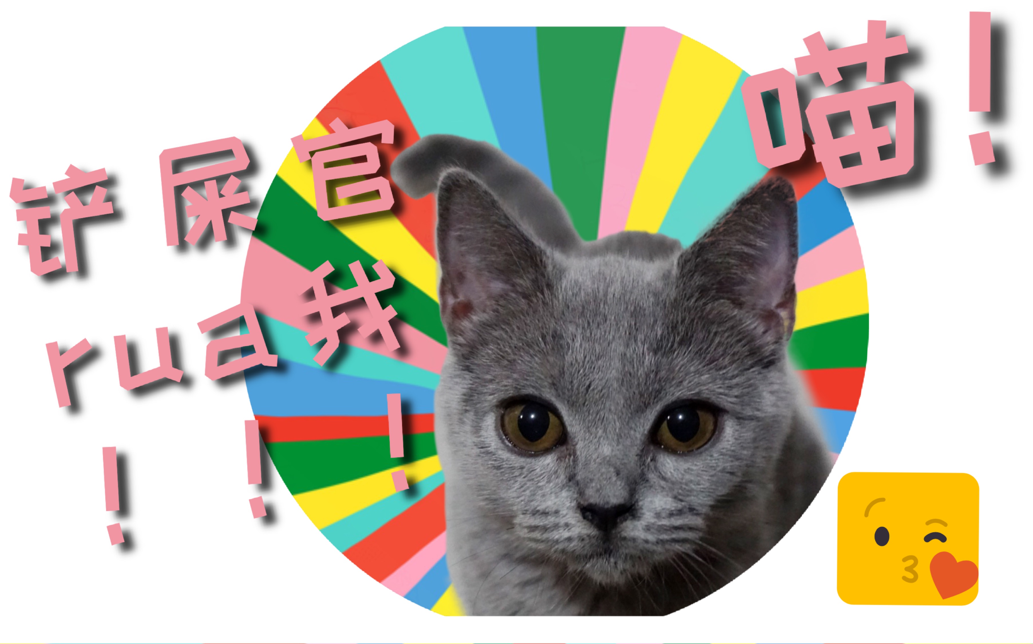 活动作品铲屎官刚回家小奶猫就来求rua呼噜asmr