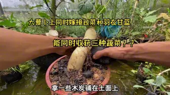 下载视频: 一颗大萝卜上同时嫁接包菜和羽衣甘蓝，能否同时收获三种蔬菜！