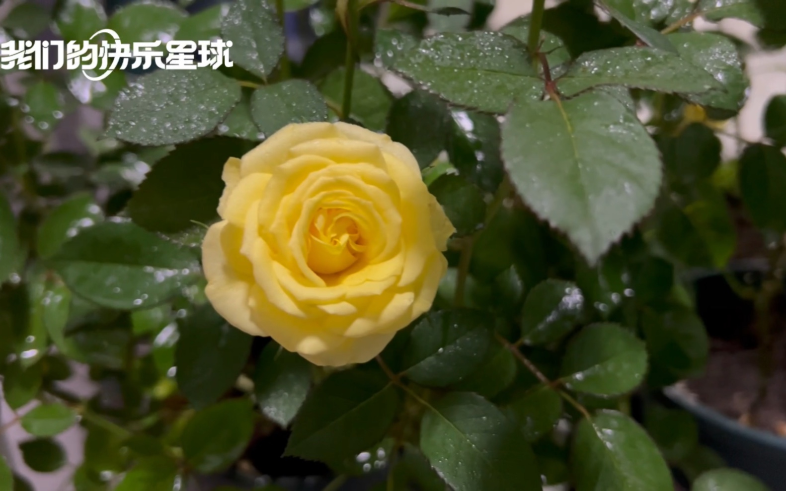 黄金巴比伦混绿苹果的月季群开啦,怎么看不出来哪个是绿苹果呢