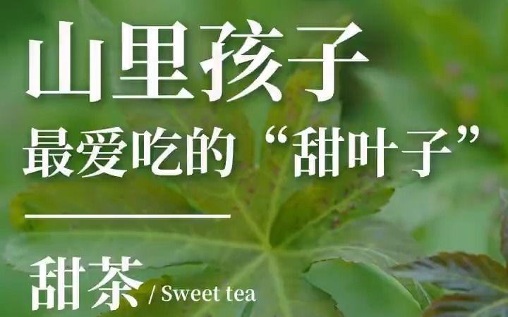 甜茶是一种罕见的饮料型植物哔哩哔哩bilibili