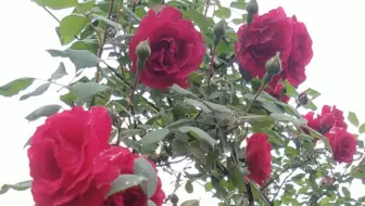 北方的院子 第六集 蔷薇出墙 哔哩哔哩 Bilibili