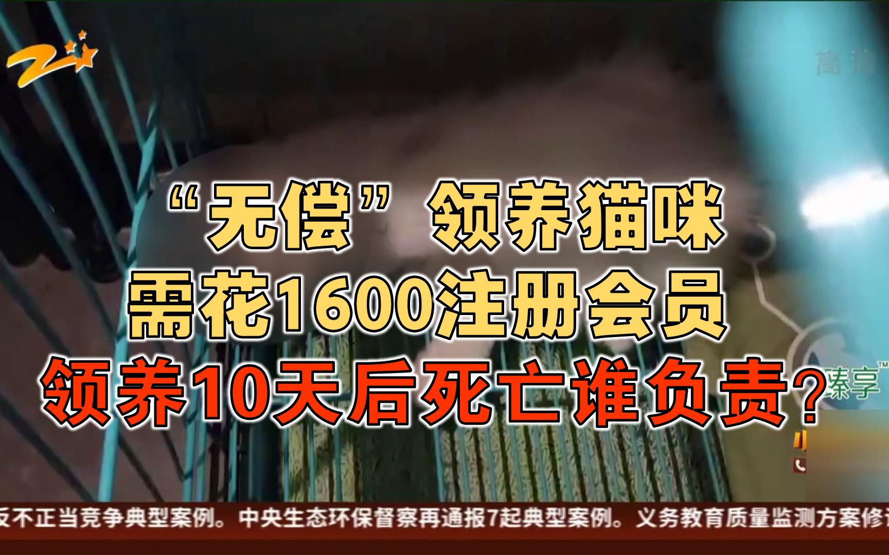 猫咪需花1600注册会员才能“无偿”领养?猫咪10天后死亡谁负责?哔哩哔哩bilibili