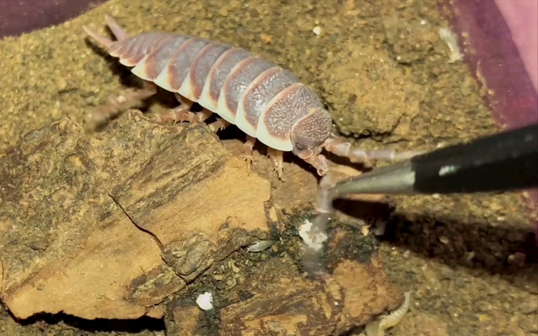 护崽的巨人鼠妇