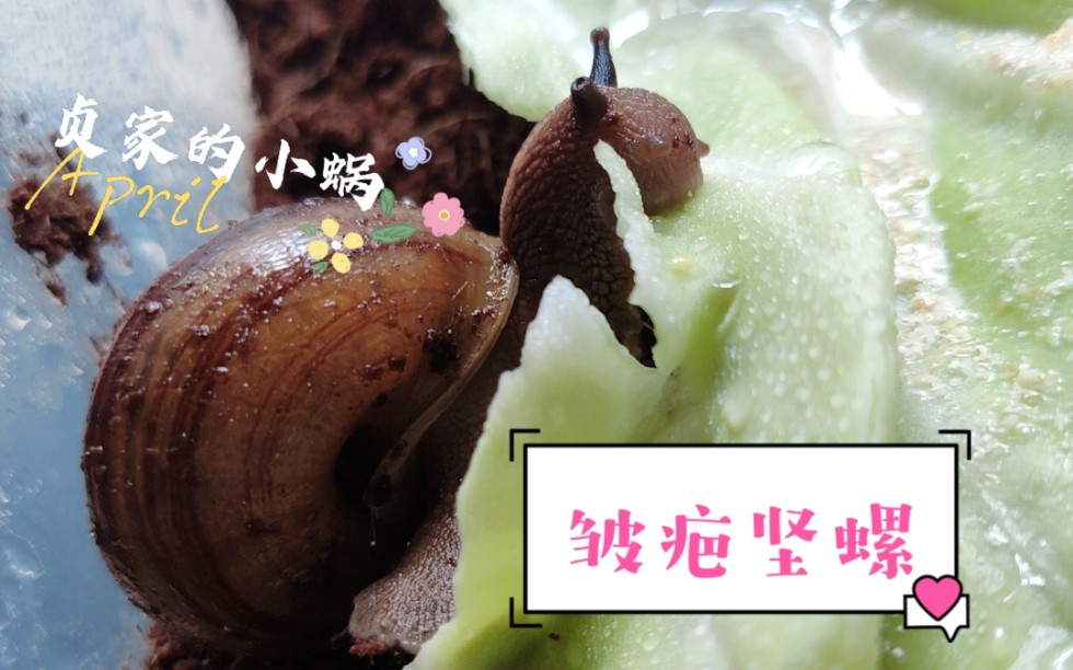 皱疤坚螺关于我再偷厨房菜叶就被老妈打断腿这件事