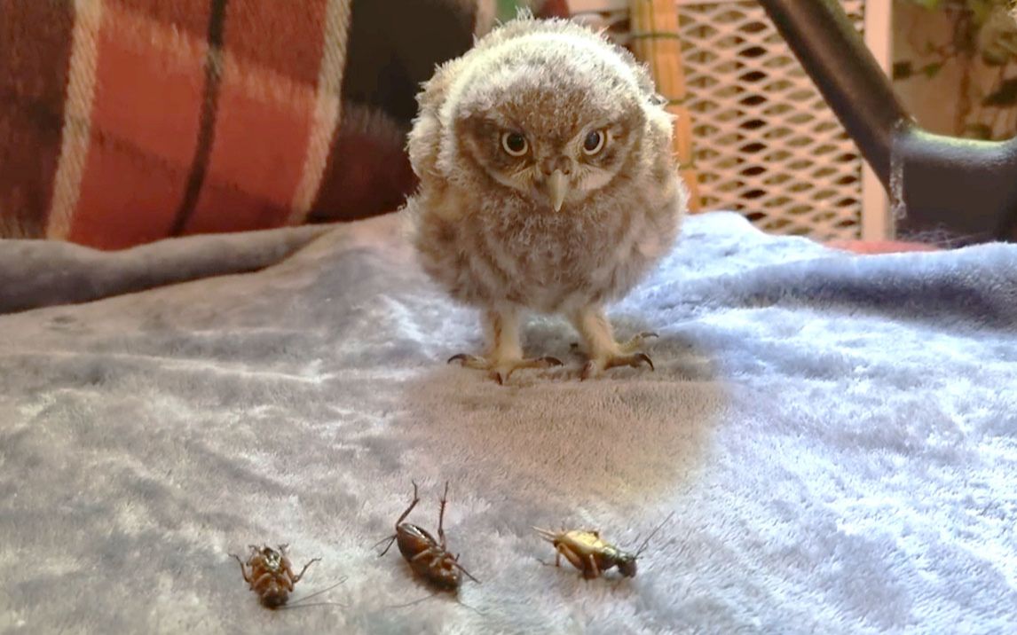 活动  怎么让一只家养小猫头鹰学会狩猎和飞行?