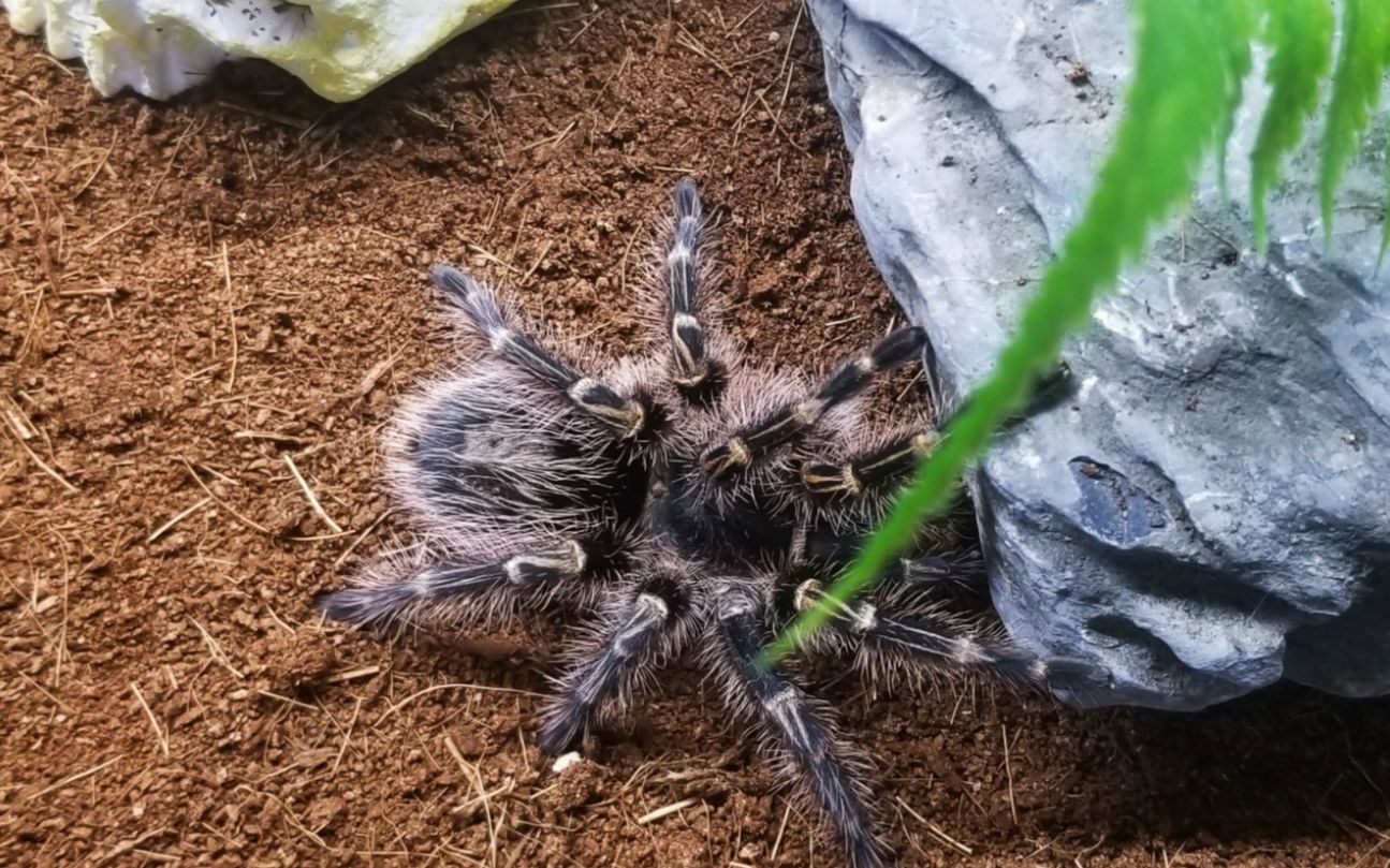 捕鸟蛛金直间捕食瞬间_哔哩哔哩 (゜-゜)つロ 干杯~-bilibili