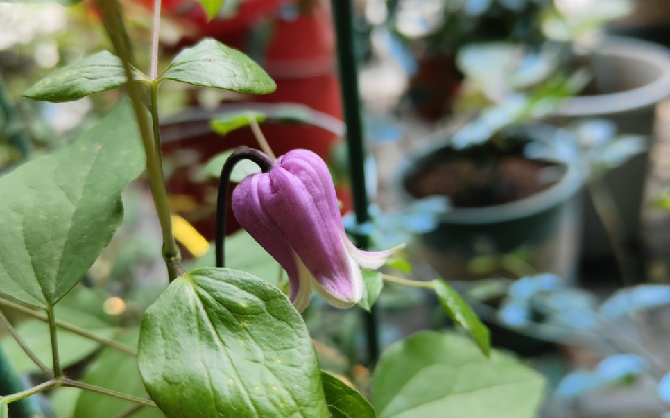 铁线莲铃铛紫龙晶,老幻紫