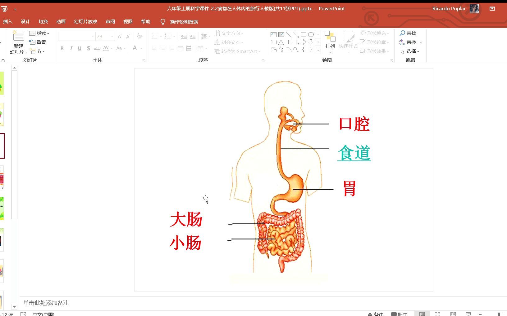 食物在人体内的旅行哔哩哔哩bilibili