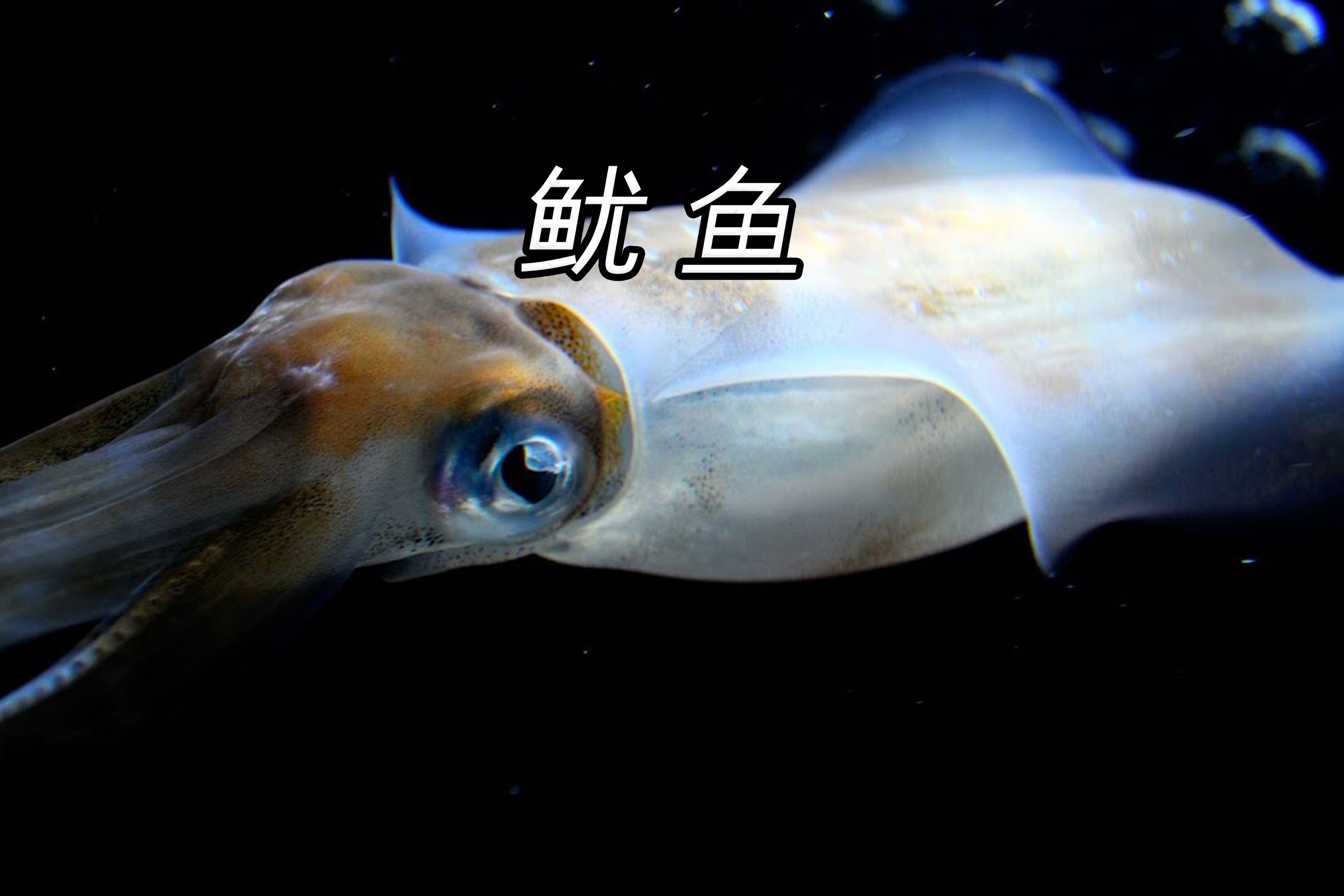 鱿鱼在水里是怎么移动的?
