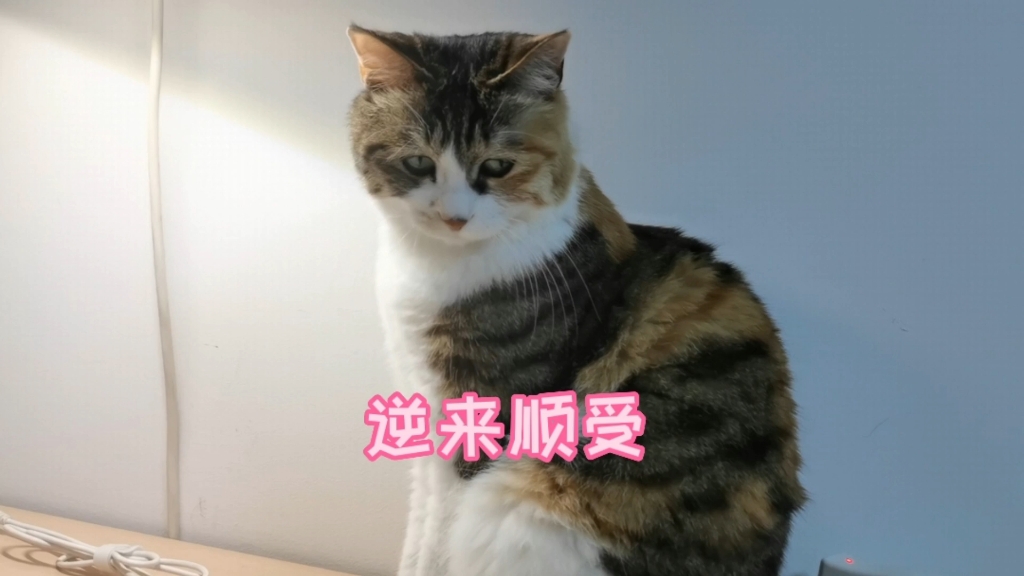 猫猫的逆来顺受哔哩哔哩bilibili