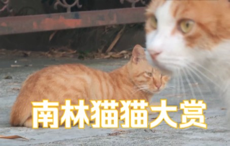 【看个猫片】南京林业大学猫猫大赏哔哩哔哩bilibili