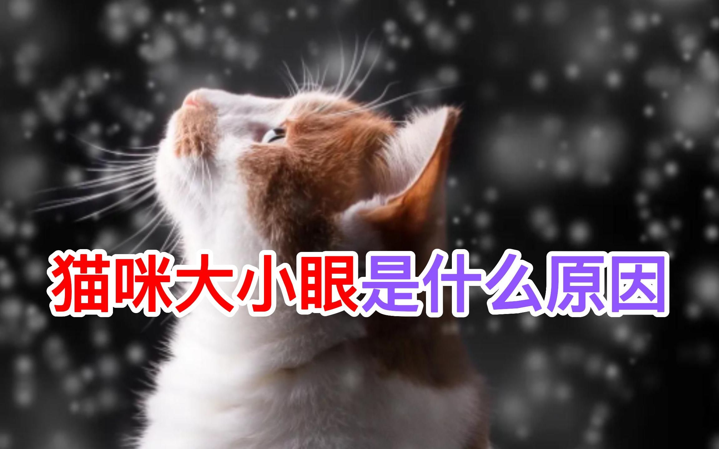 猫咪大小眼是什么原因哔哩哔哩bilibili