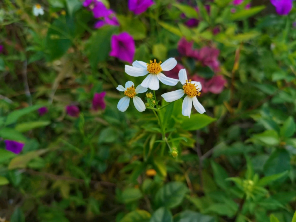 [图]爱情歌曲，（爱琴原创），我是沙仑的玫瑰花，是谷中的百合花