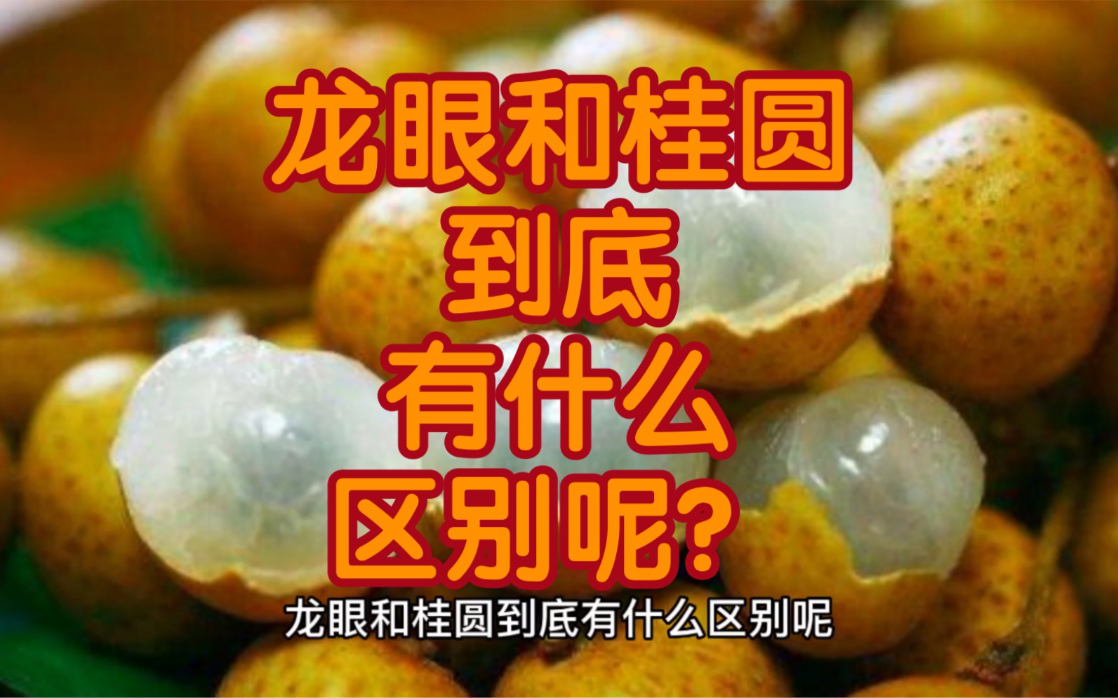 龙眼和桂圆到底有什么区别呢?哔哩哔哩bilibili