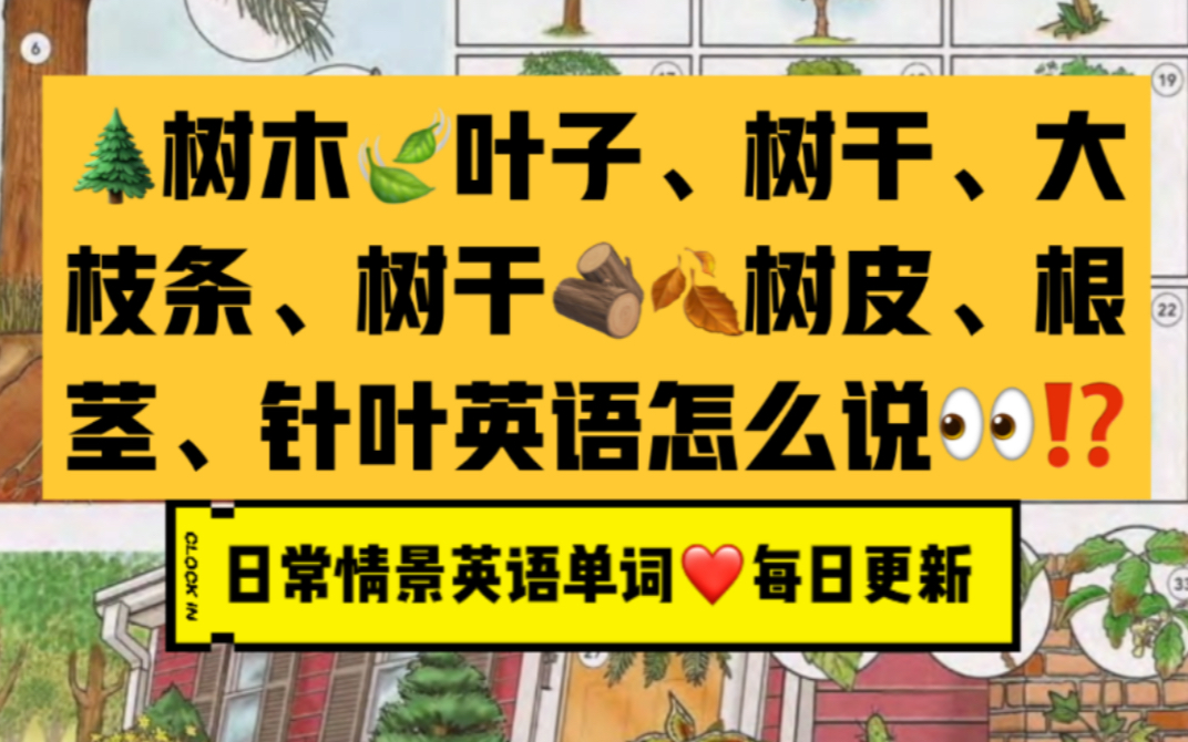 树的英语单词大全  树木、树枝、树干、树根、树皮、针叶  日常情景英语单词哔哩哔哩bilibili