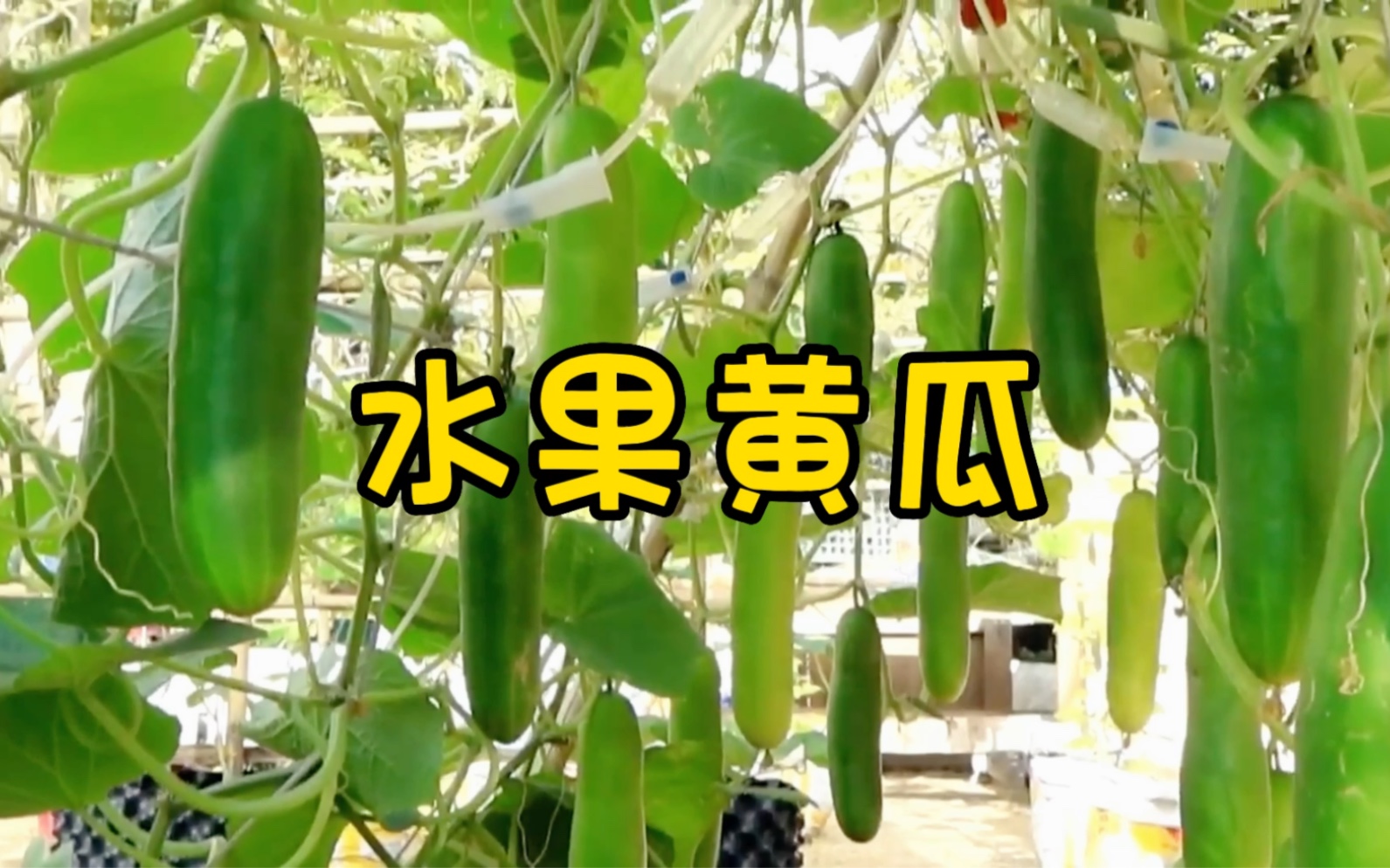 水果黄瓜的种植哔哩哔哩bilibili