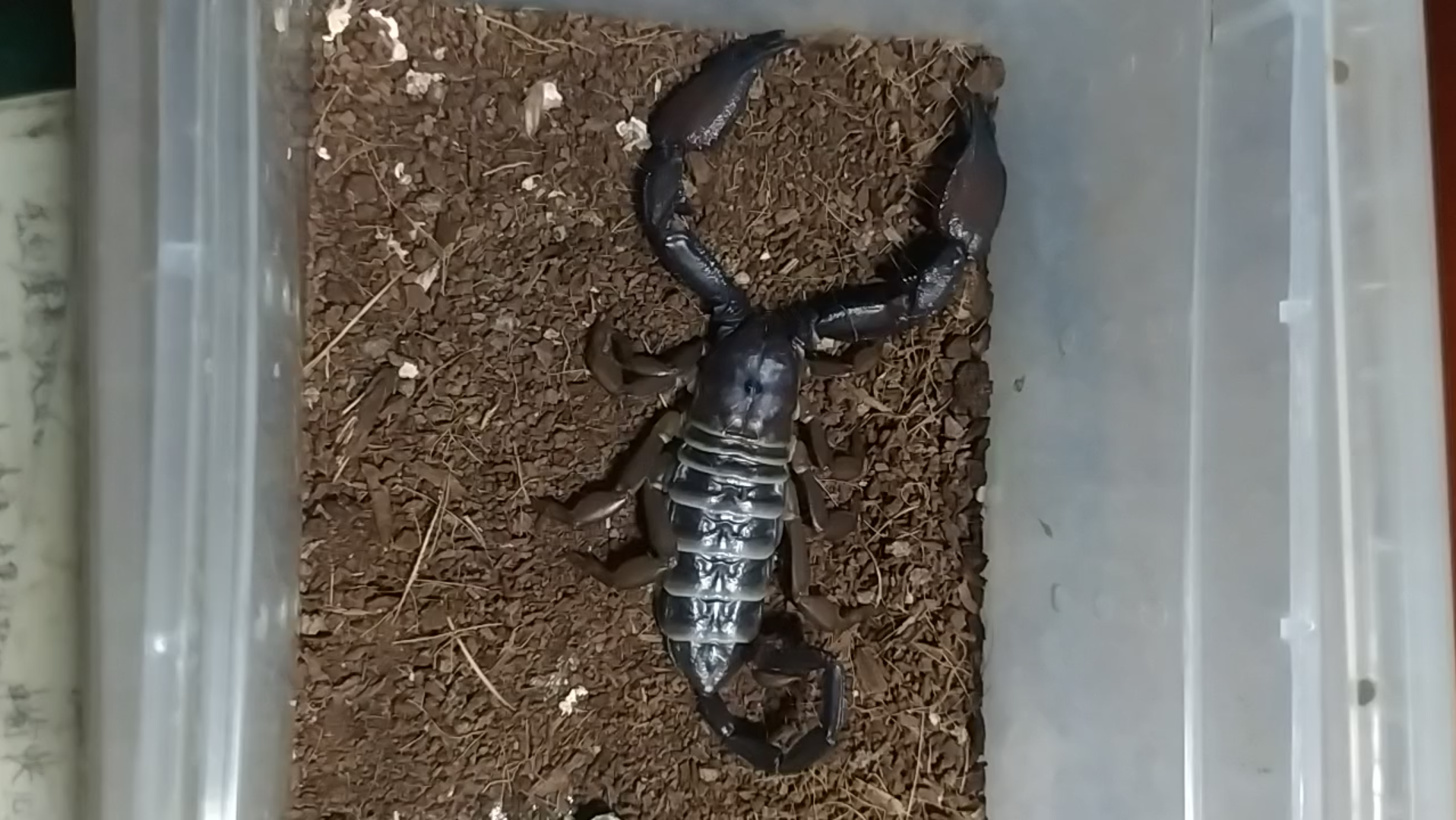 坦桑尼亚斑马扁石蝎