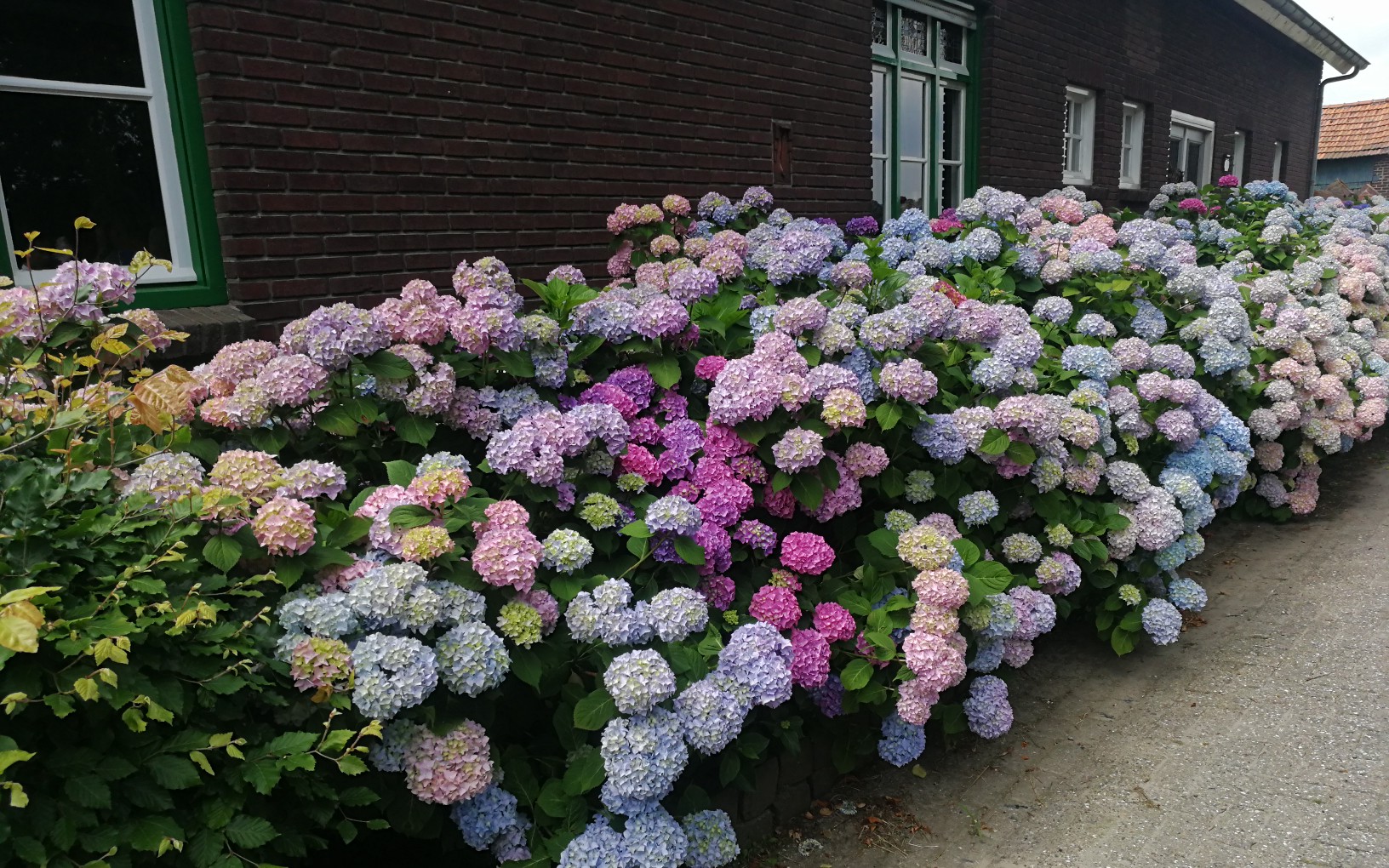 大花绣球地栽欣赏,美翻了!