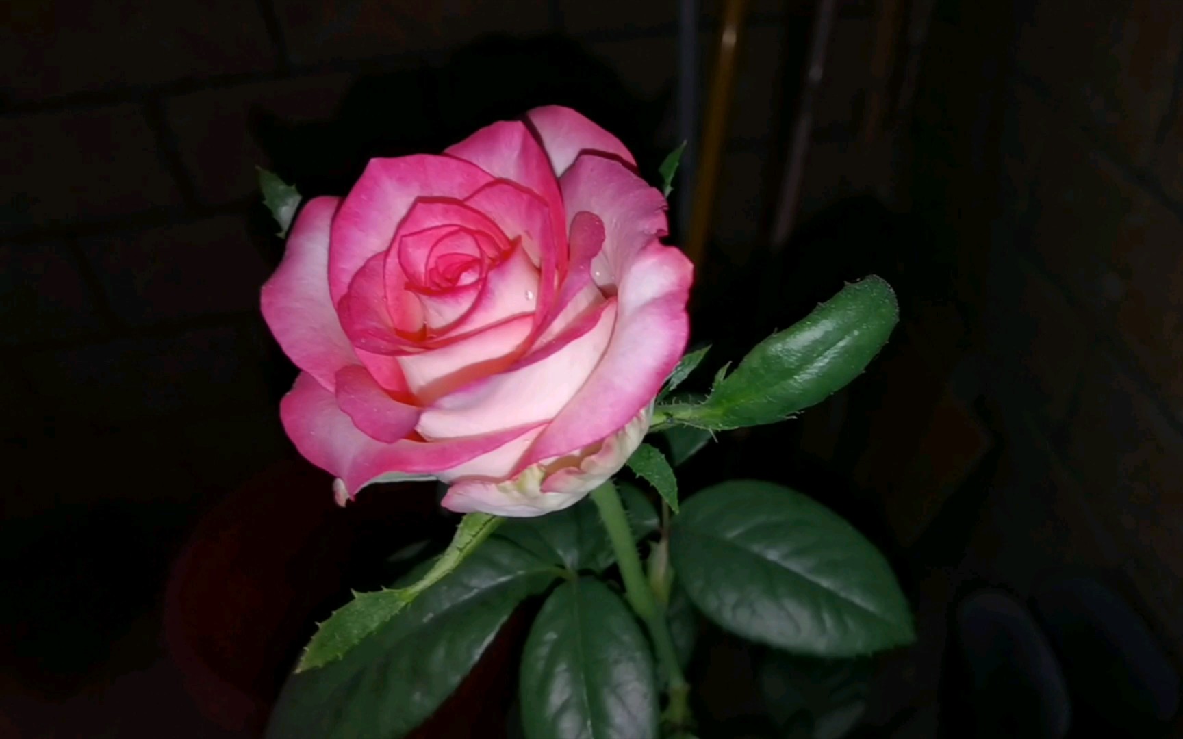 月季‖朱米莉亚,切花月季直立性,白天与黑夜不同的美