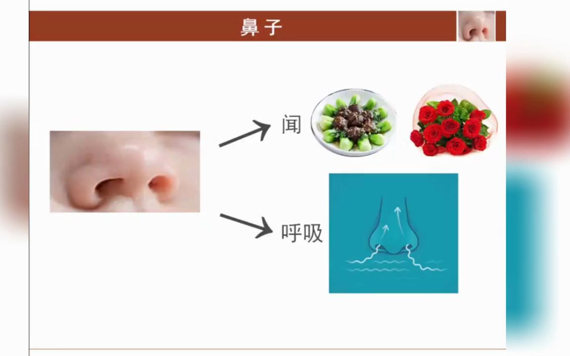 幼儿园中班健康活动《认识五官》微课~哔哩哔哩bilibili