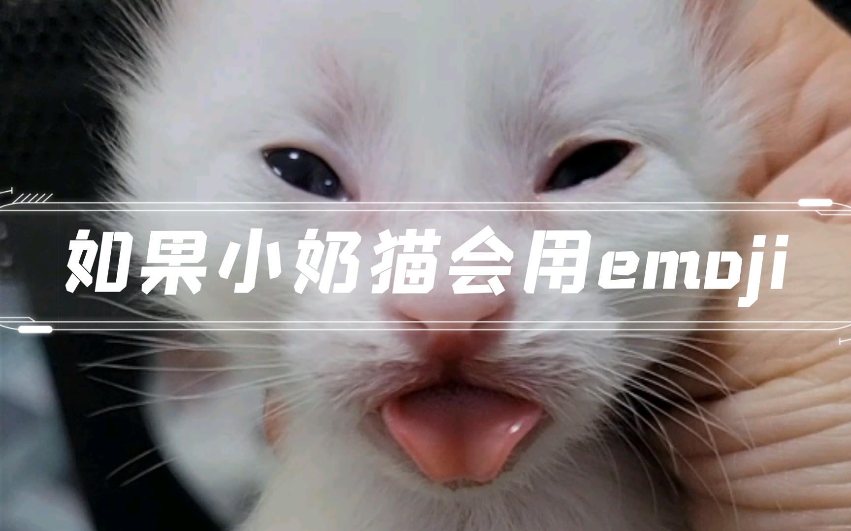 小奶猫会用emoji表情包了(出生第13天)哔哩哔哩bilibili