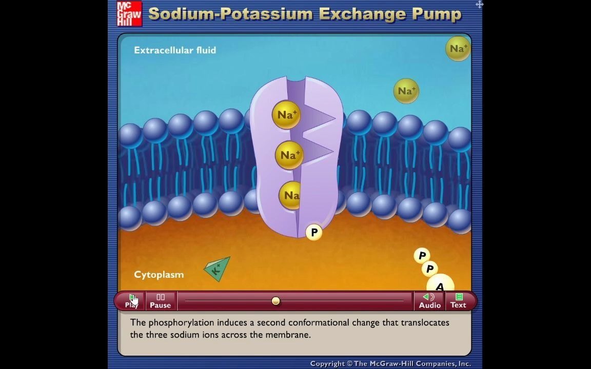钠钾泵中学生配音版