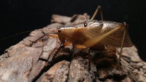 【鸣虫】褐足似织螽 鸣叫声