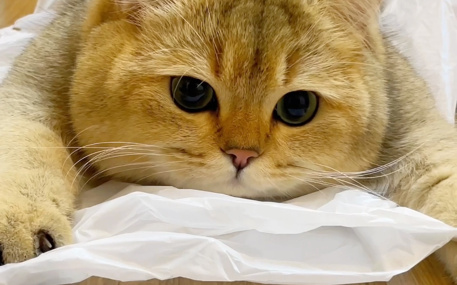 卖萌小猫怎么随便玩玩都这么可爱!