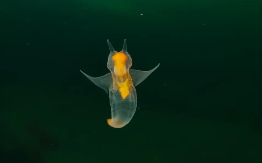 你好哇,海天使!