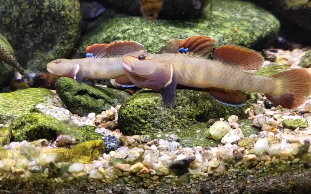 不一样的李氏吻虾虎背鳍像这冬日里的一把焰火