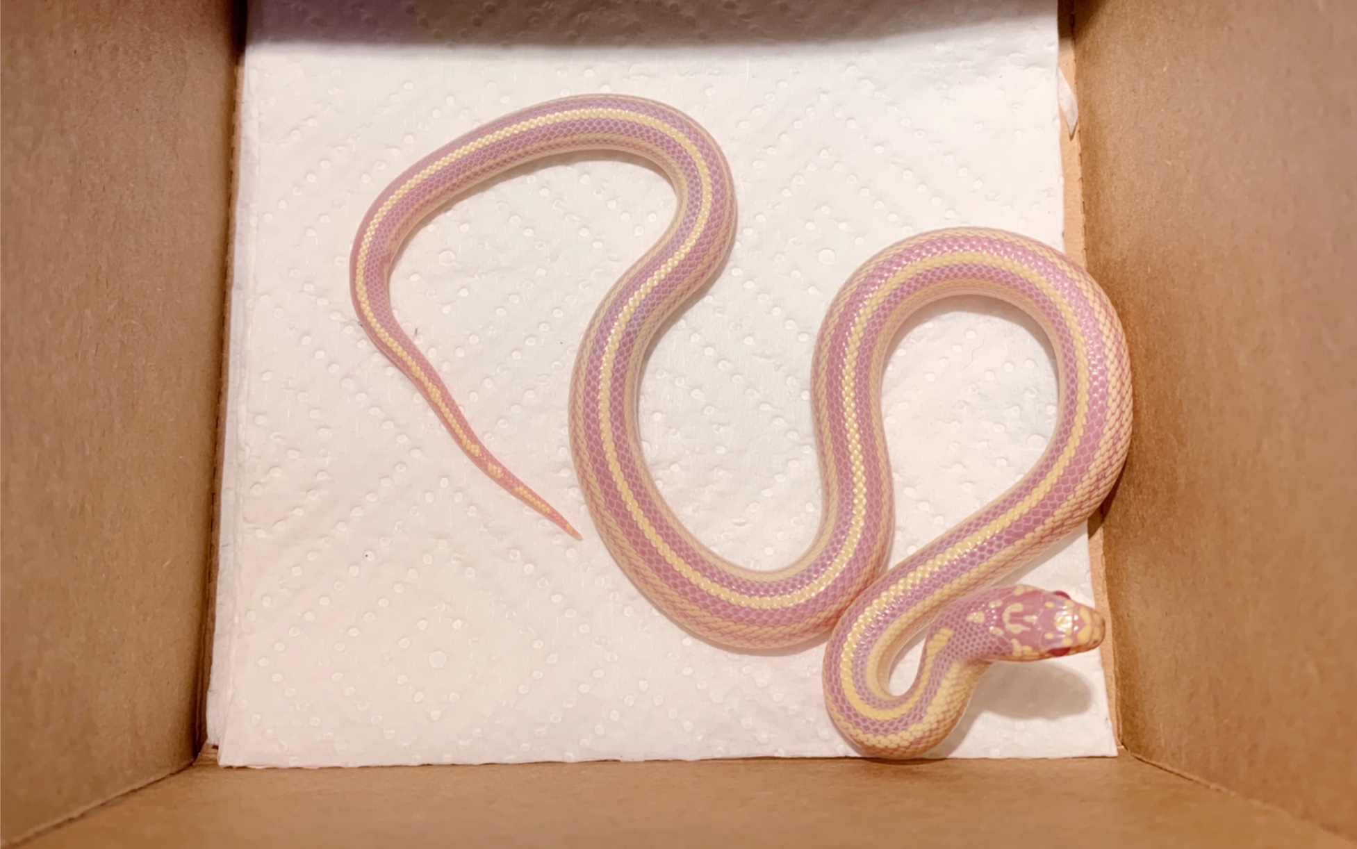 白化sd王蛇我家有只粉条妹