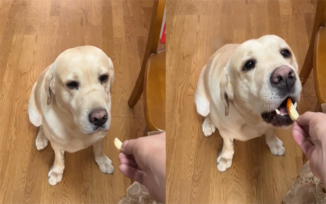 主人投喂狗子原味薯条被拒下一秒蘸酱后摇尾巴狂吃真是讲究狗