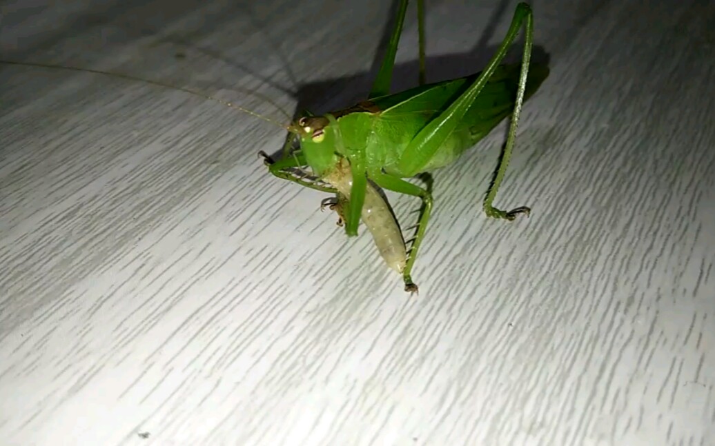 素色似织螽吃面包虫_哔哩哔哩_bilibili