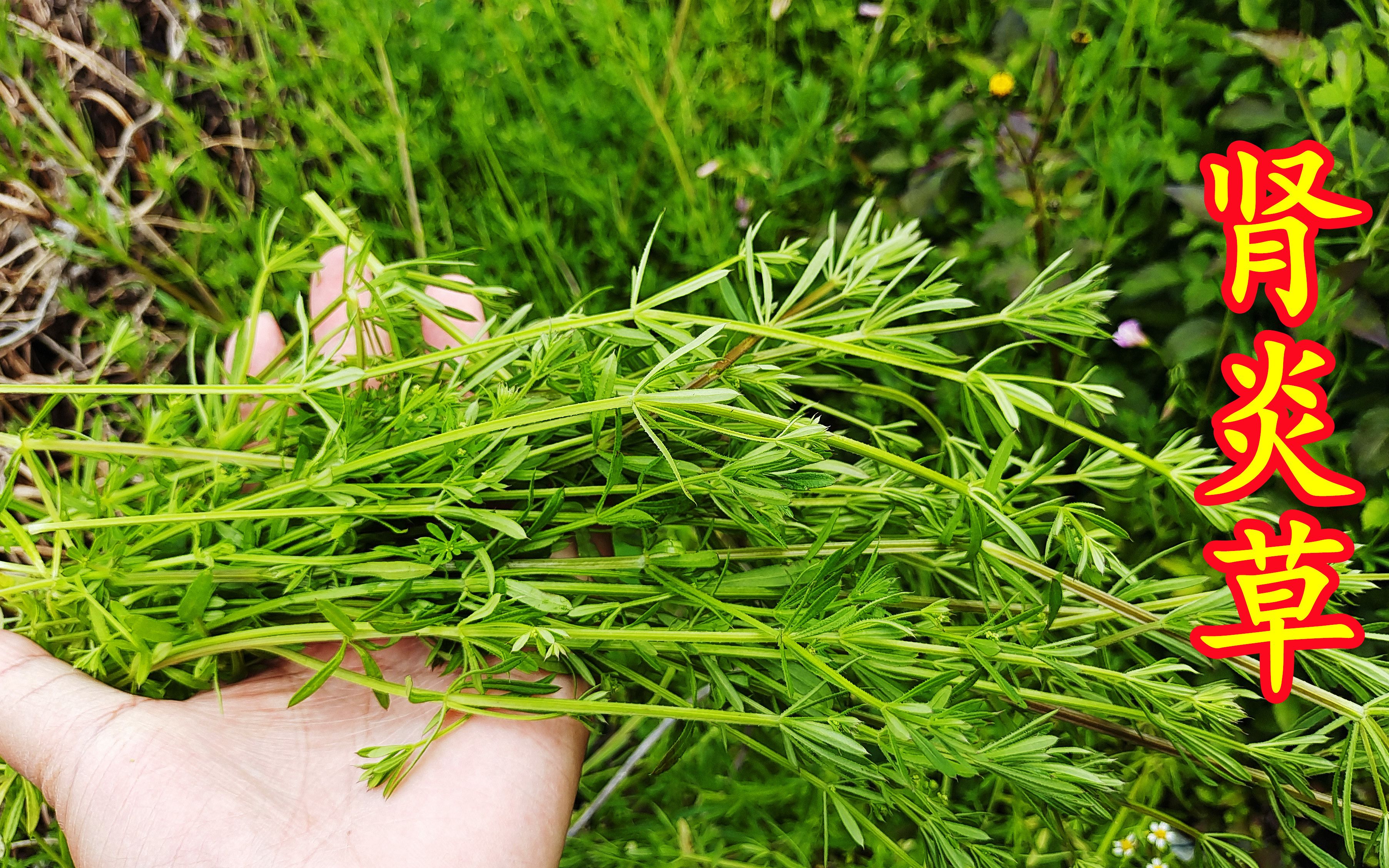 老一辈称为"肾炎草"的植物,原来长这样,在生活中用途很强大