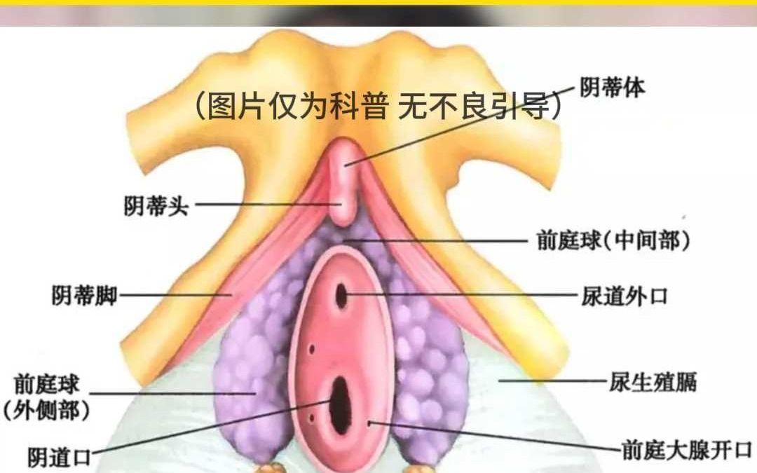 女性生理结构腹部图片