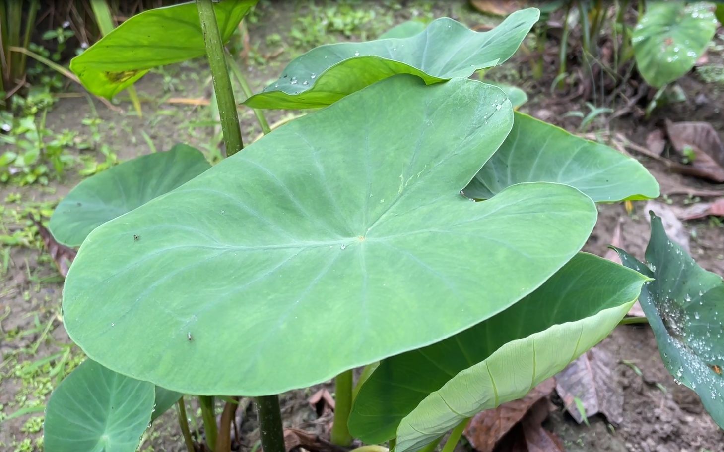 教你三种芋头的吃法!蘸白糖、蘸酱油吃,真解馋哔哩哔哩bilibili