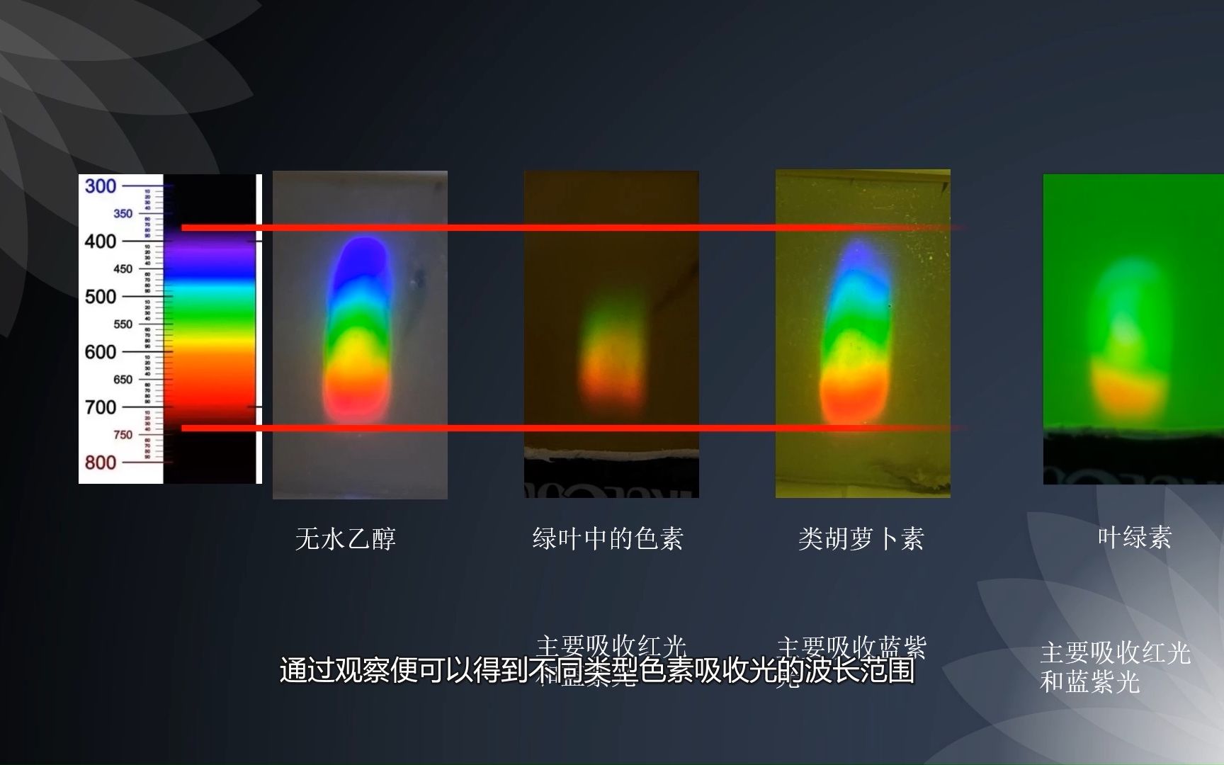 九 绿叶中色素的提取和分离改进版哔哩哔哩bilibili