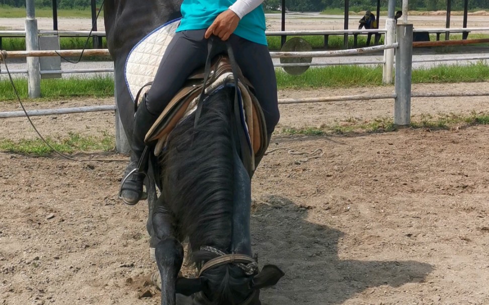 马儿下跪礼,很乖哦_哔哩哔哩 (゜-゜)つロ 干杯~-bilibili