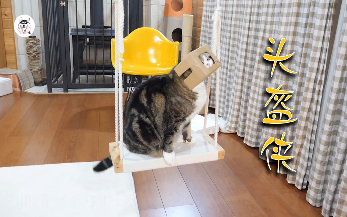 猫:戴上这头盔感觉有点方50 03°5503°51
