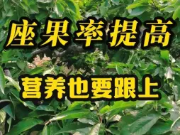 Video herunterladen: 樱桃树修剪不要怕冒，冒点无所谓，座果率提高的同时营养也需要跟上