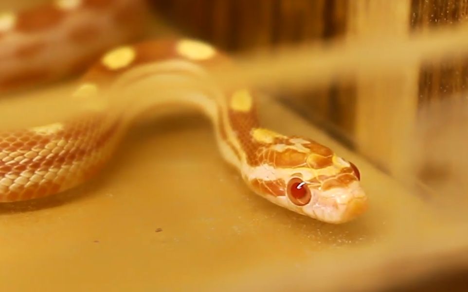 牛油玉米蛇开箱