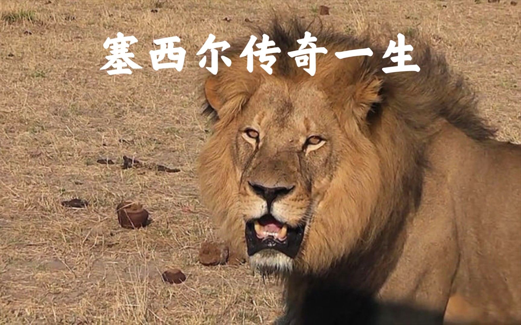 狮子纪录片塞西尔王的传奇津巴布韦传奇狮王塞西尔的故事
