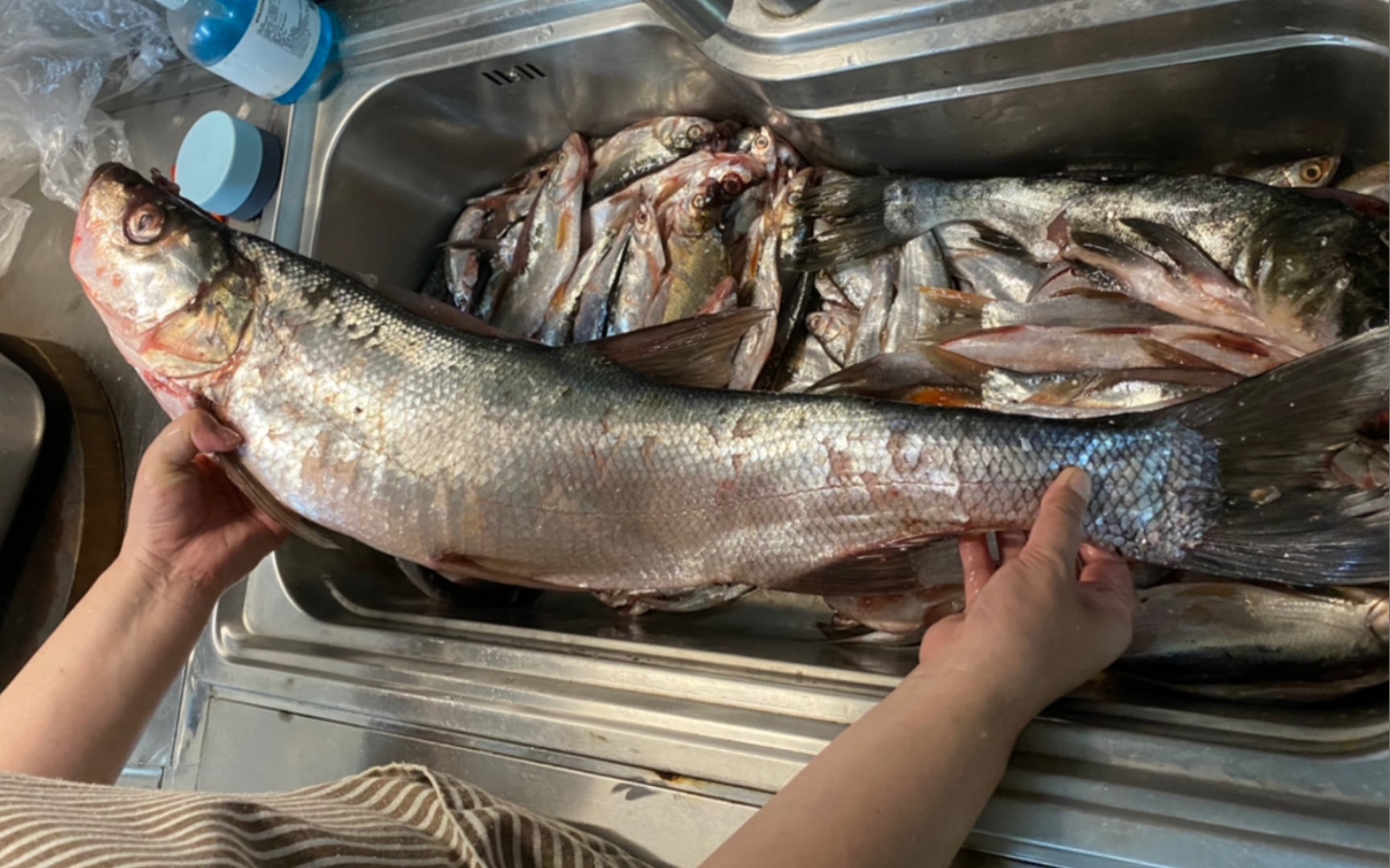 爸比去湘西五强溪水库钓鱼三天带回家的渔获