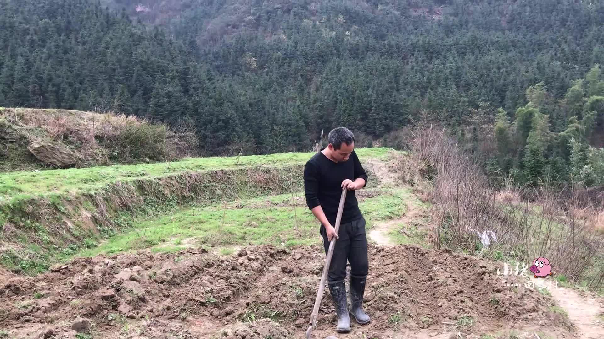 农村小伙高山种植名贵中药材,市场价几十块钱一斤,药效堪比人参哔哩哔哩bilibili