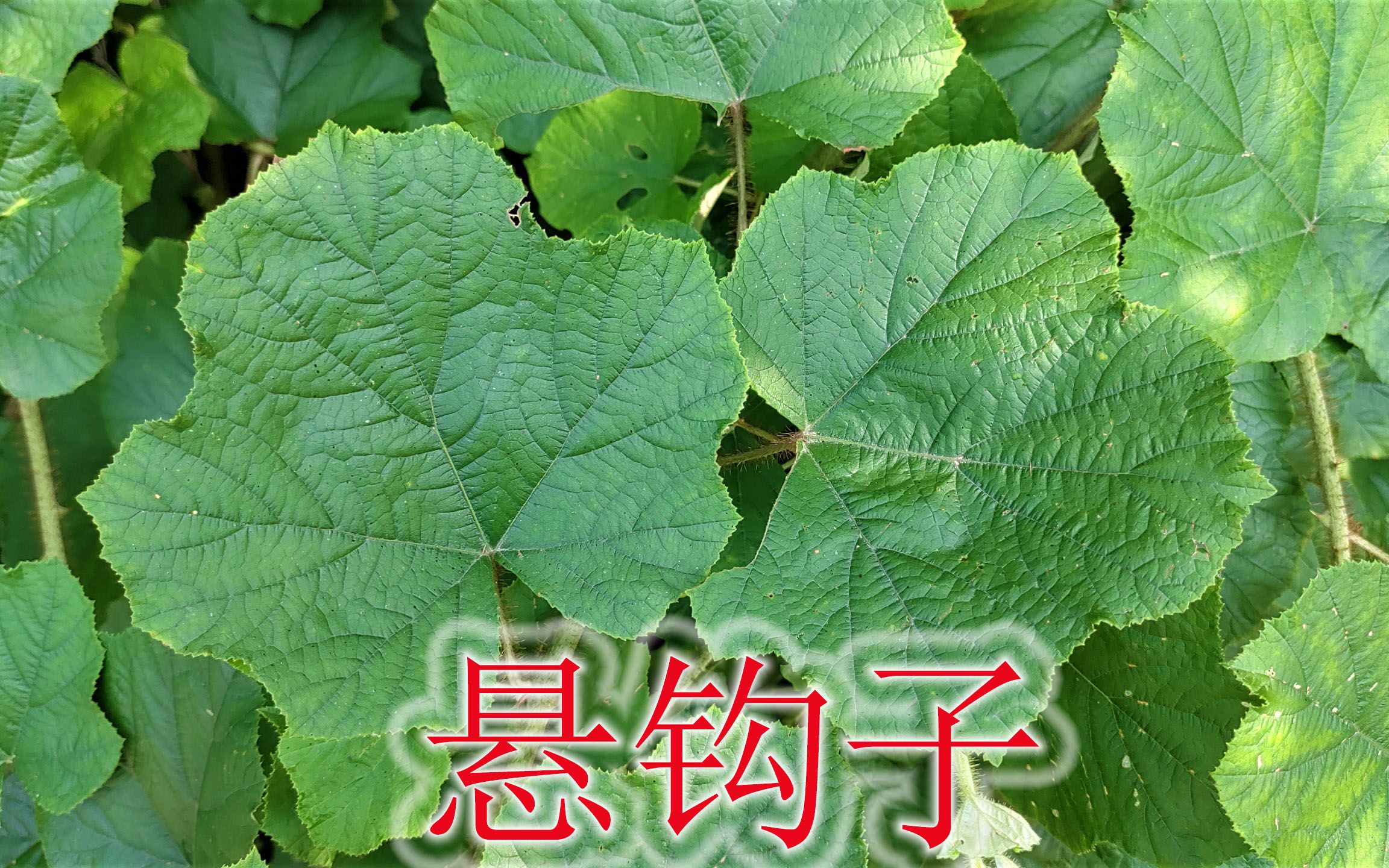 植物“粗叶悬钩子”,号称“天然肾宝果”,根与叶也是珍贵药材哔哩哔哩bilibili