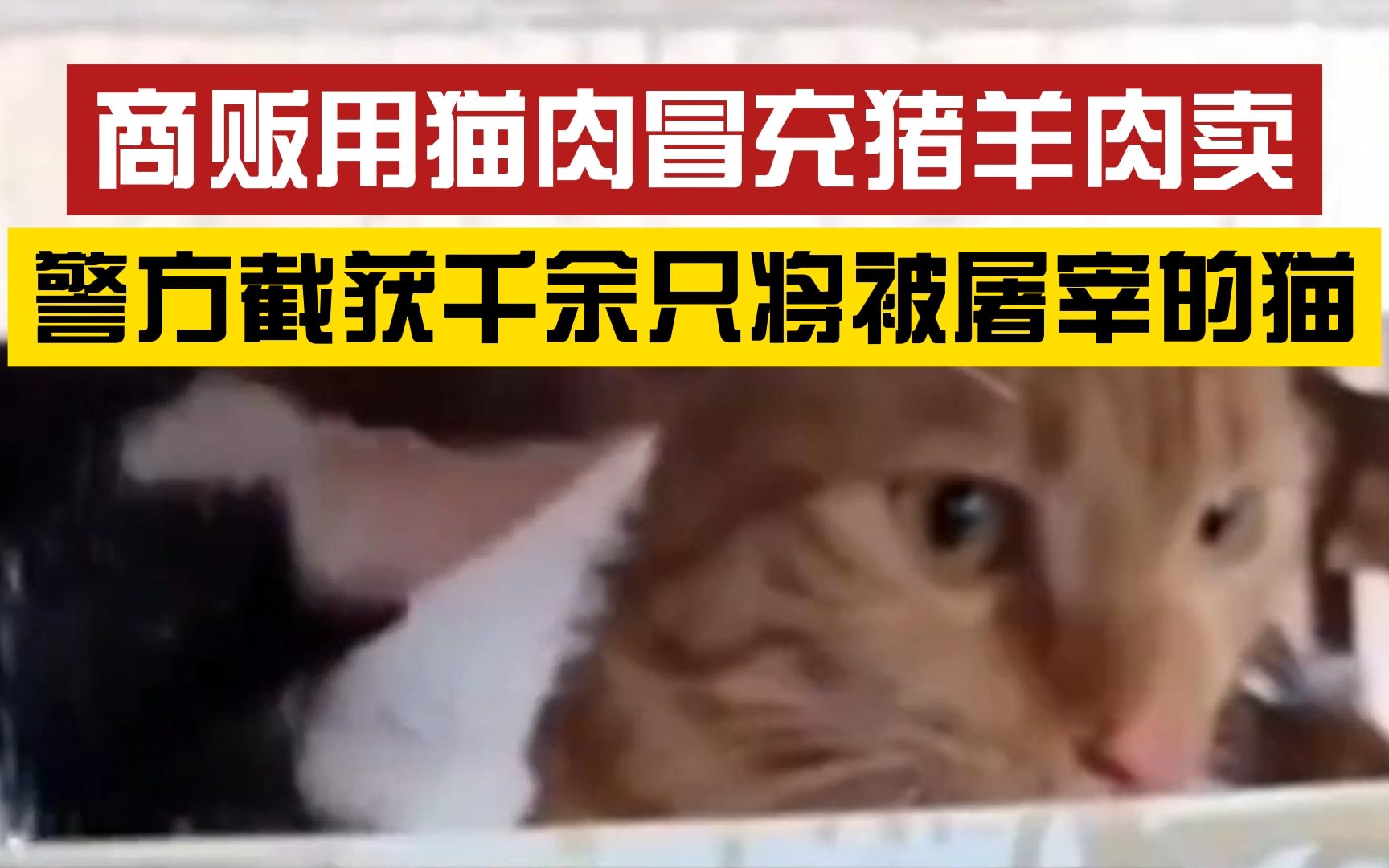 猫肉被制成烤串、火腿肠售卖,"只要抓到一只猫就赚了"哔哩哔哩bilibili