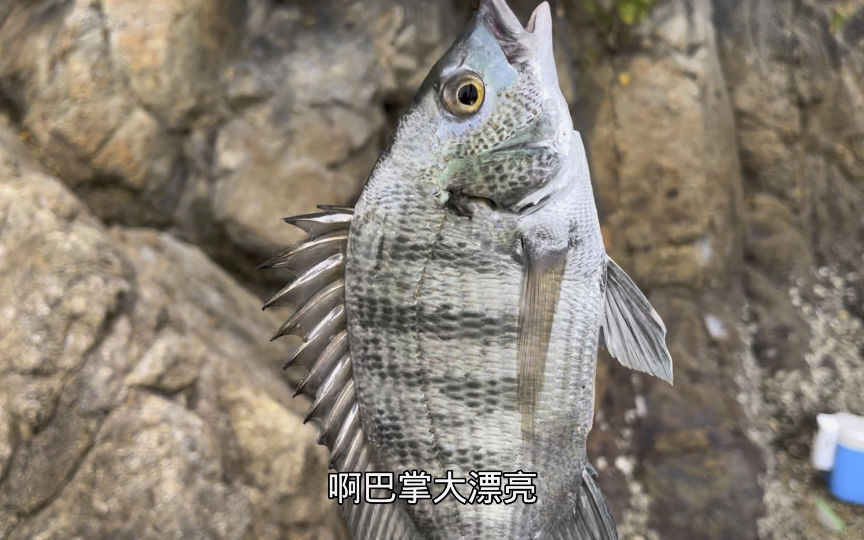 深圳海钓黄腊鲳,目标鱼一天没出现,意外却收获3条大黑鲷哔哩哔哩bilibili