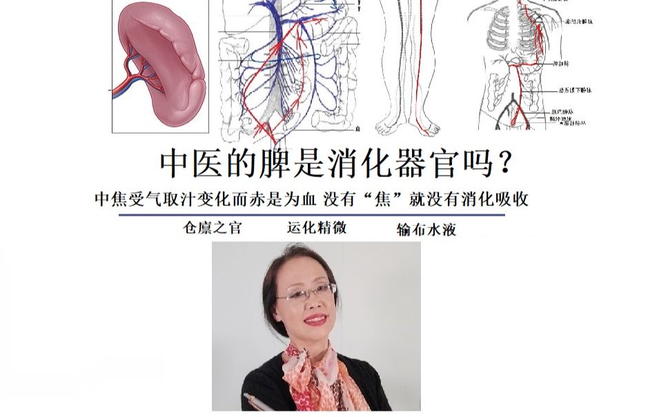 中医的脾是消化器官吗?中焦受气取汁变化而赤是为血 没有“焦”就没有消化吸收 仓禀之官 运化精微 输布水液哔哩哔哩bilibili