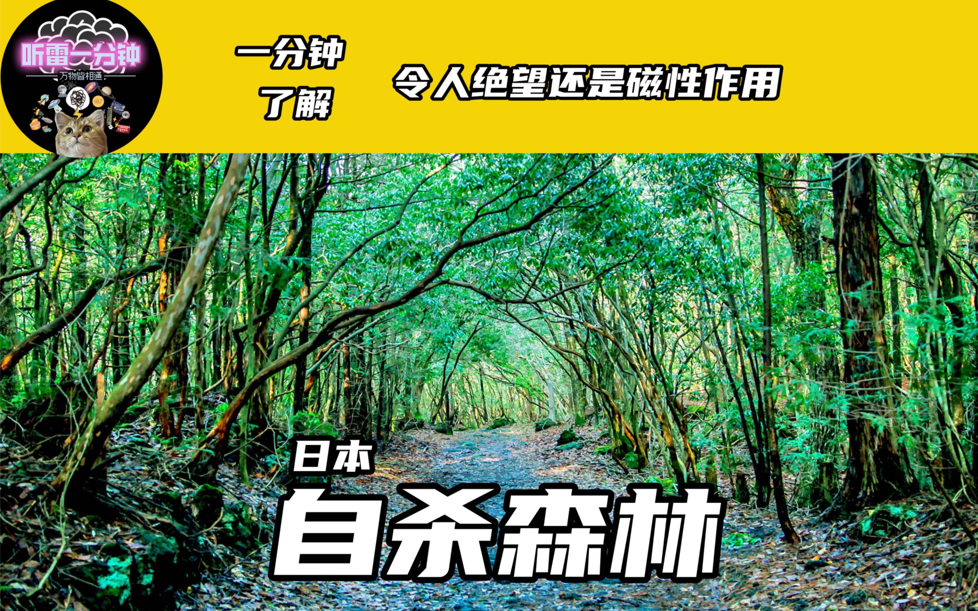 青木原树海森林图片