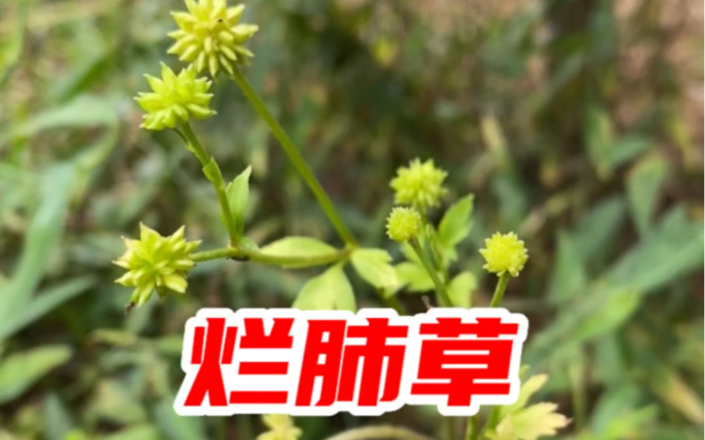 农村植物毛茛又称“烂肺草”,人畜不可食,很多人却不知道哔哩哔哩bilibili